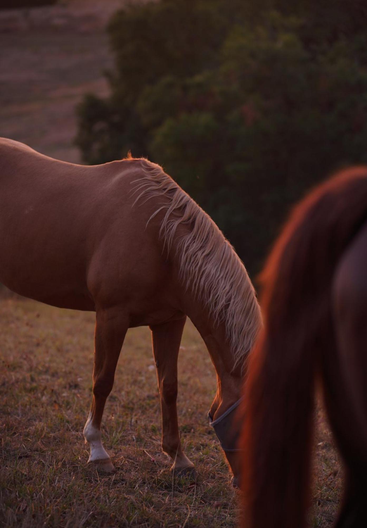 Logement Entier De Charme, Gite Equestre Gers Flamarens Екстериор снимка